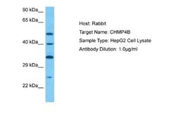 CHMP4B Antibody, Novus Biologicals 100 &mu;L; Unconjugated:Antibodies,
